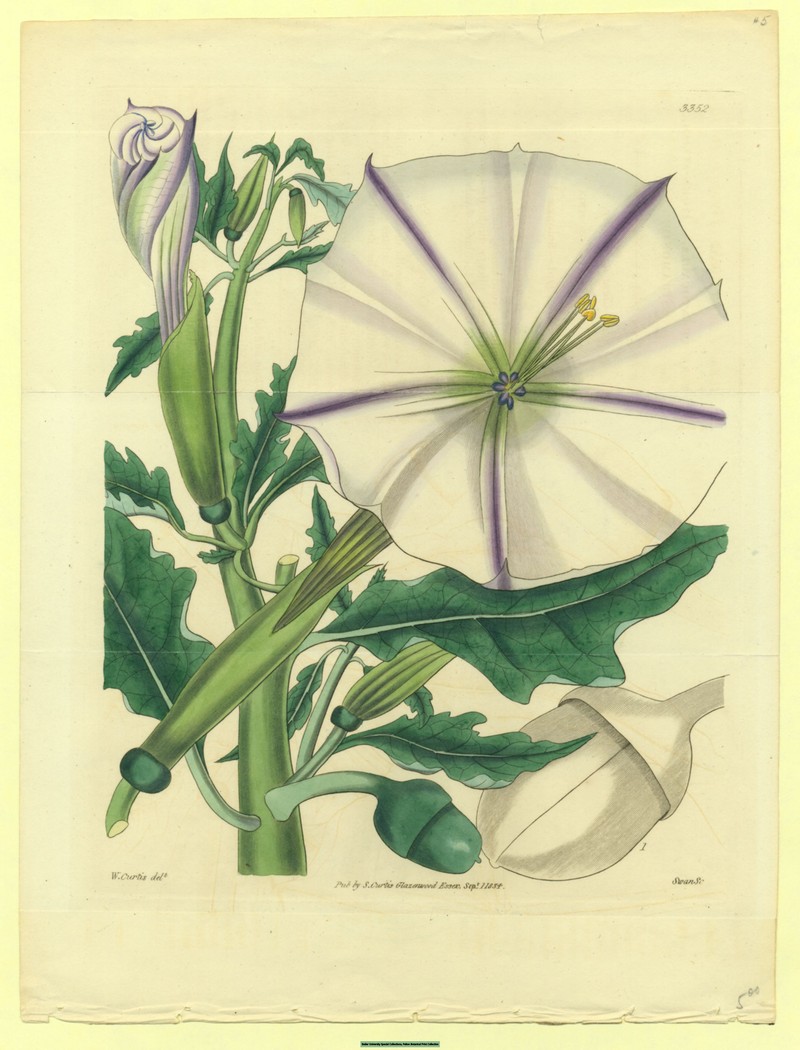 Latin Thorn-Apple photo 4