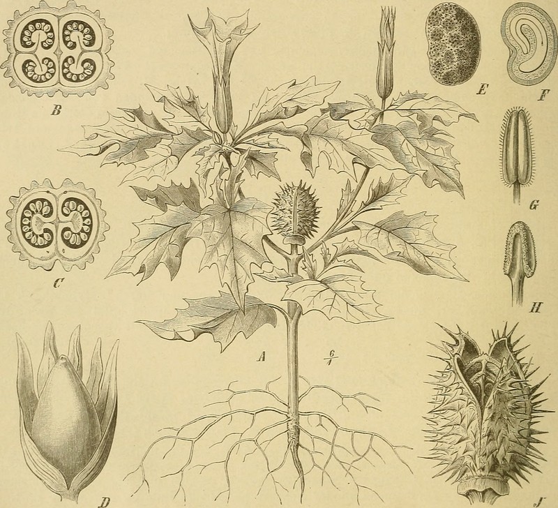 Latin Thorn-Apple photo 5