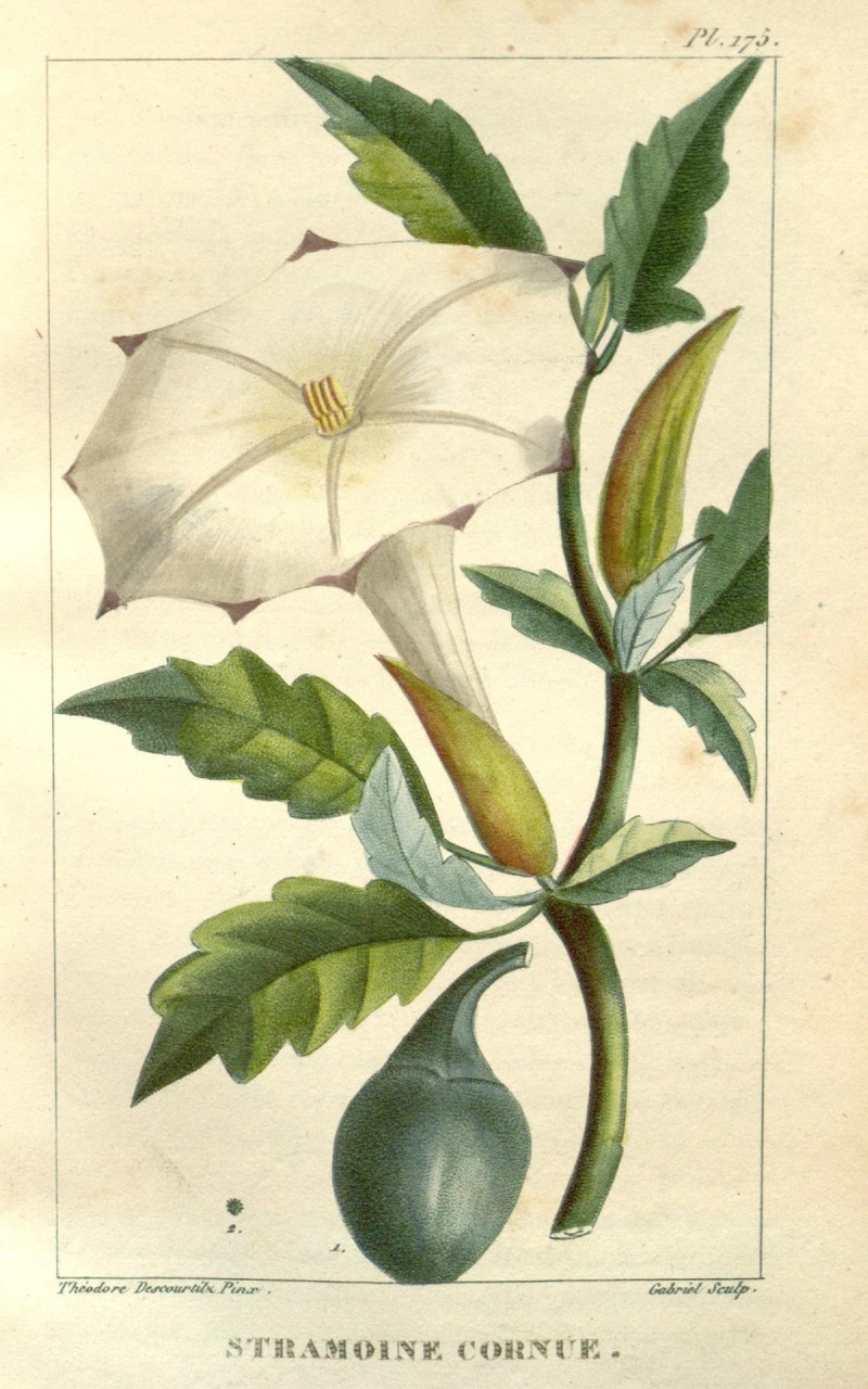 Latin Thorn-Apple photo 6