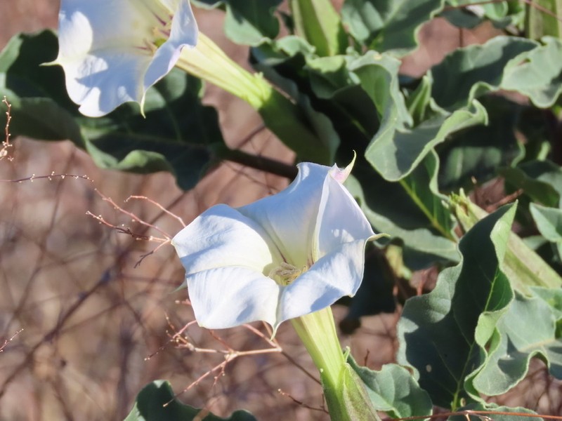 Desert Thorn-Apple