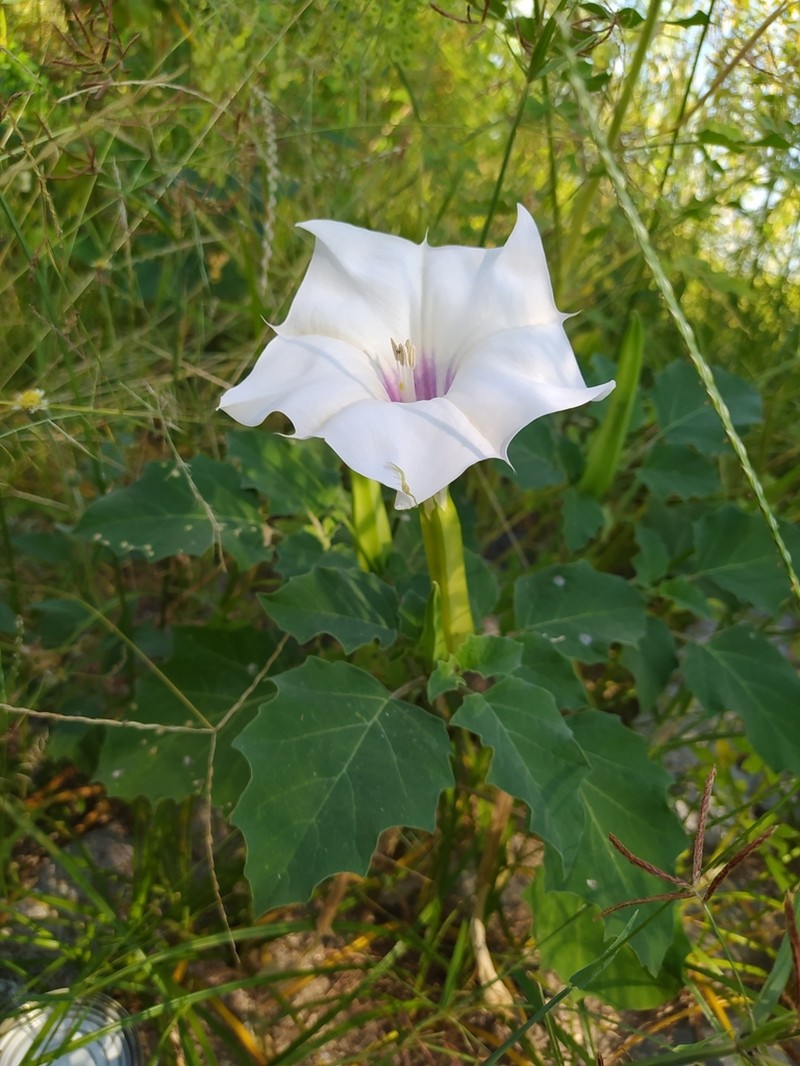 Desert Thorn-Apple photo 3