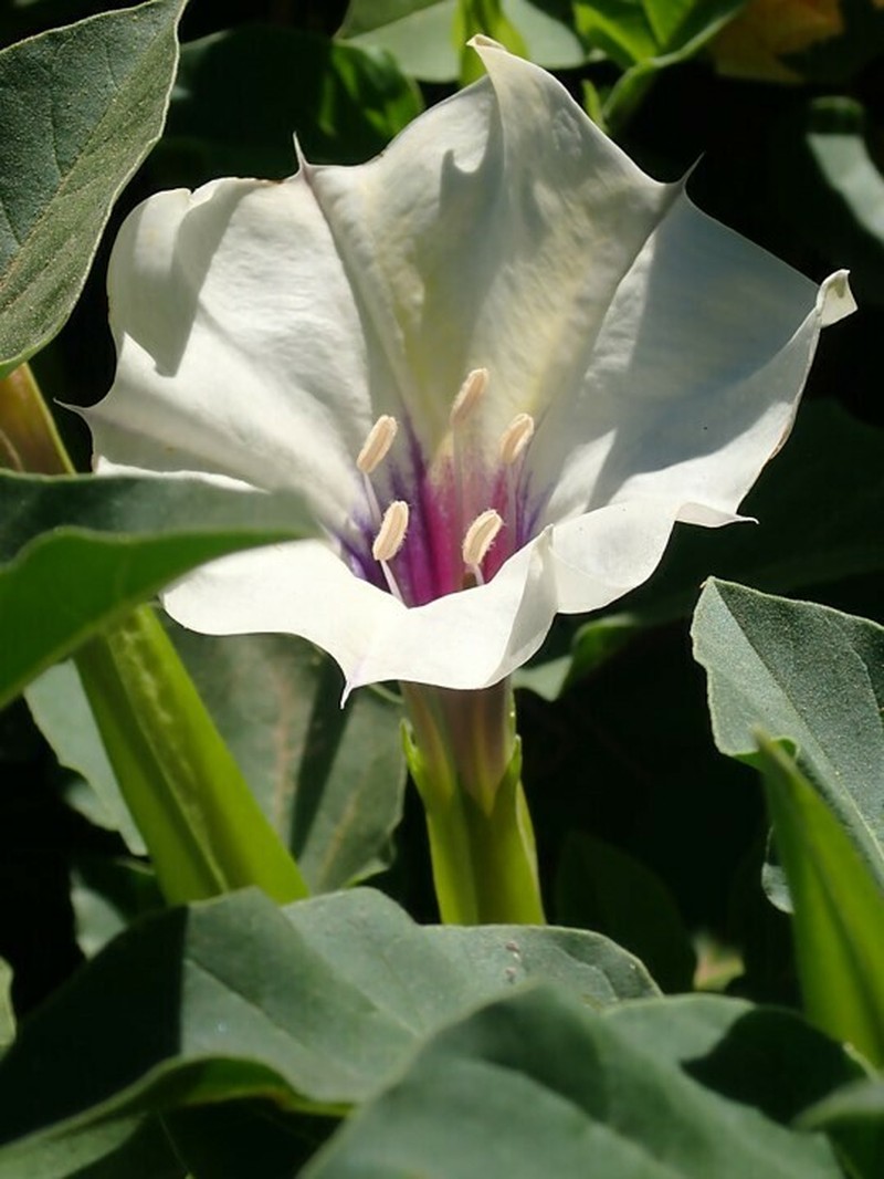 Desert Thorn-Apple photo 4