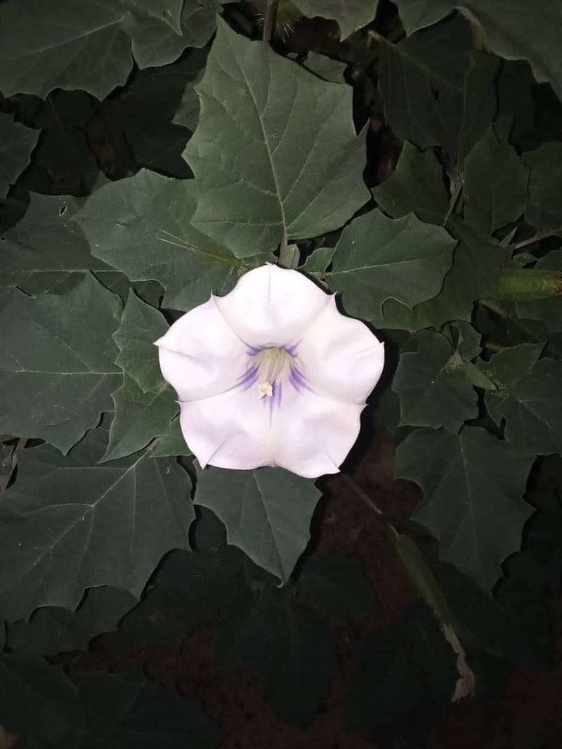 Desert Thorn-Apple photo 6