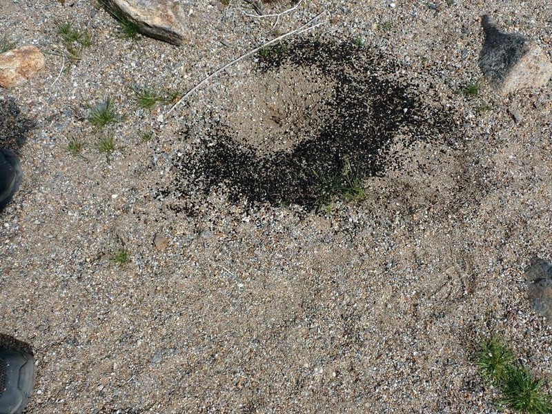 Desert Thorn-Apple photo 7