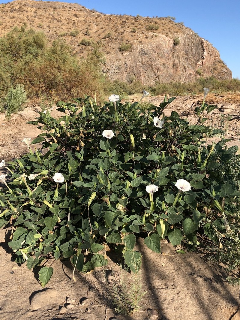 Desert Thorn-Apple photo 8