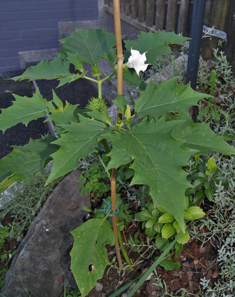 Smoooth Thorn-Apple