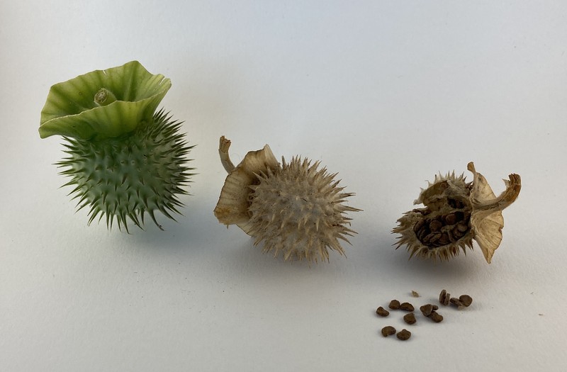 Pricklyburr photo 3