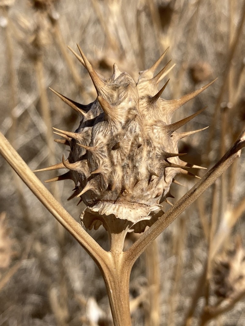 Chinese Thorn-Apple