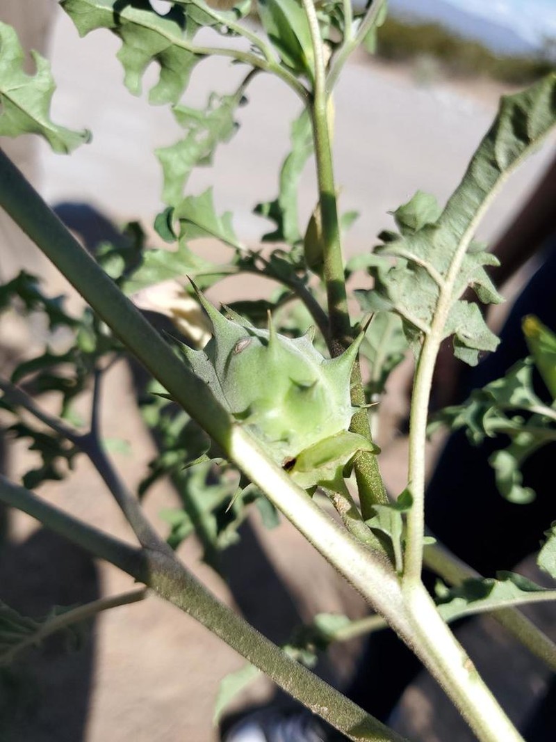 Chinese Thorn-Apple photo 3