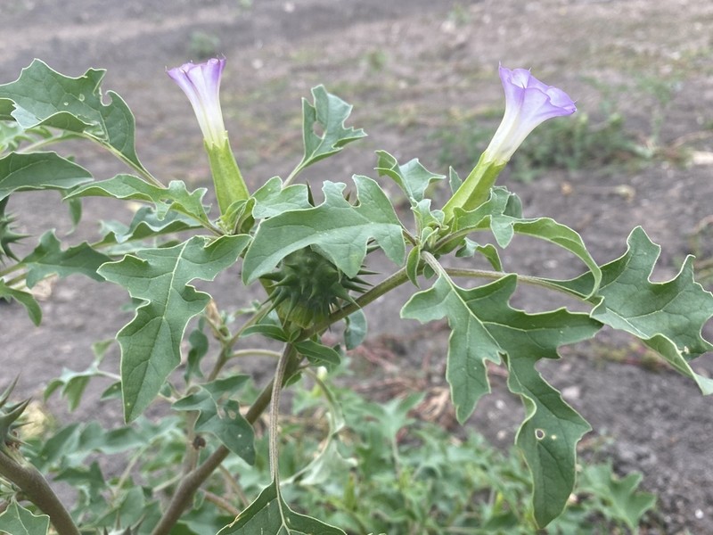 Chinese Thorn-Apple photo 5