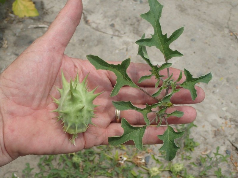 Chinese Thorn-Apple photo 6