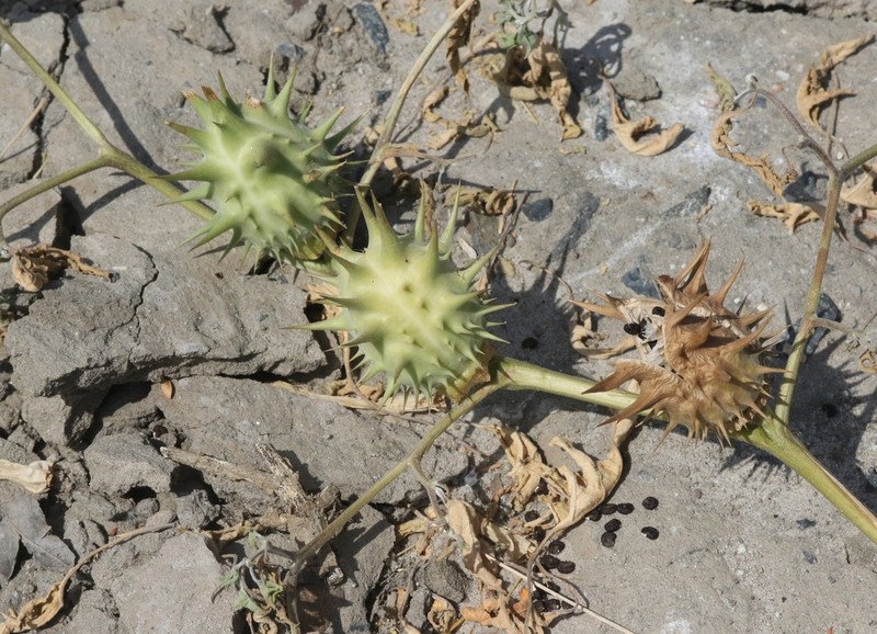 Chinese Thorn-Apple photo 7