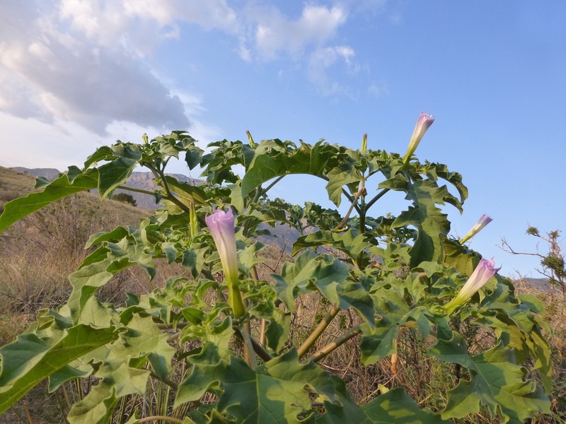 Chinese Thorn-Apple photo 8