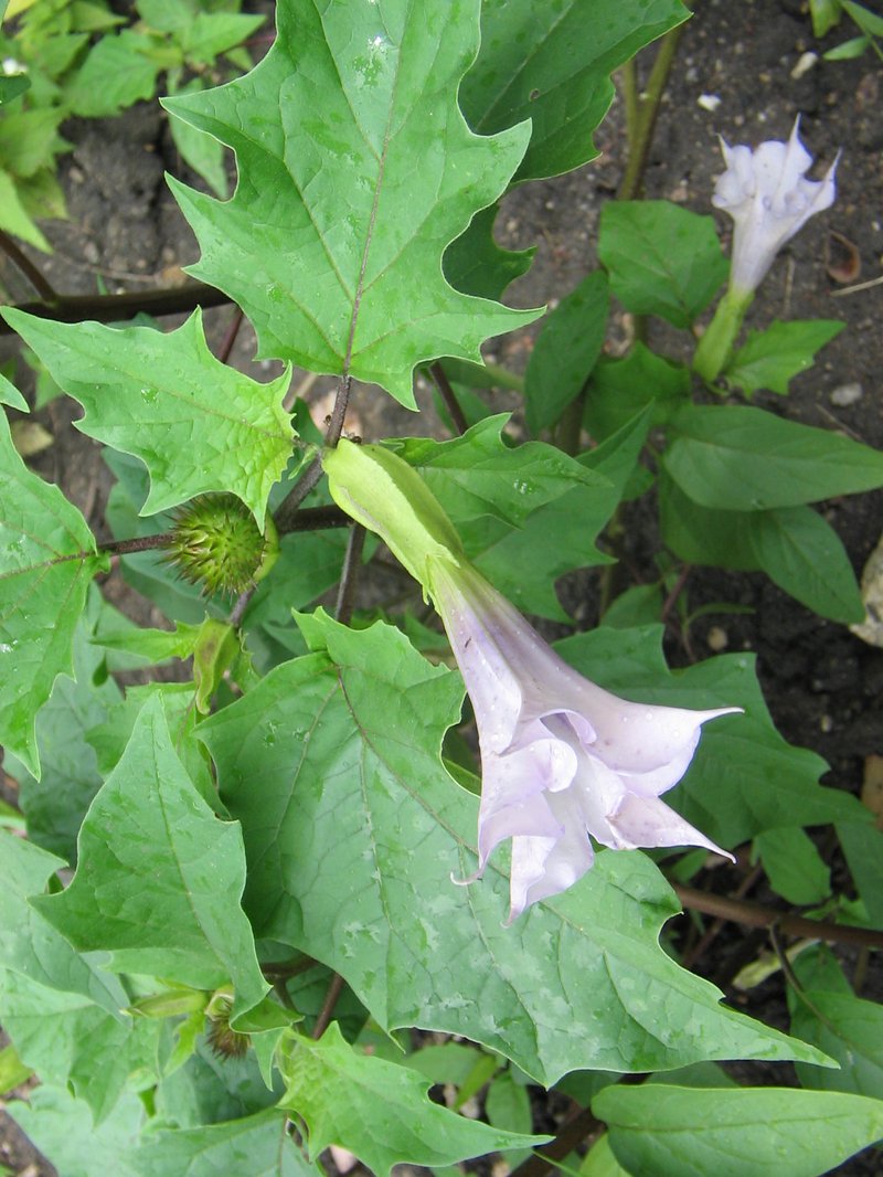 Jimsonweed