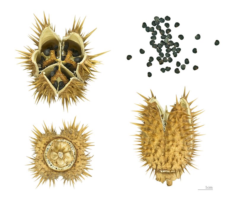 Jimsonweed photo 2