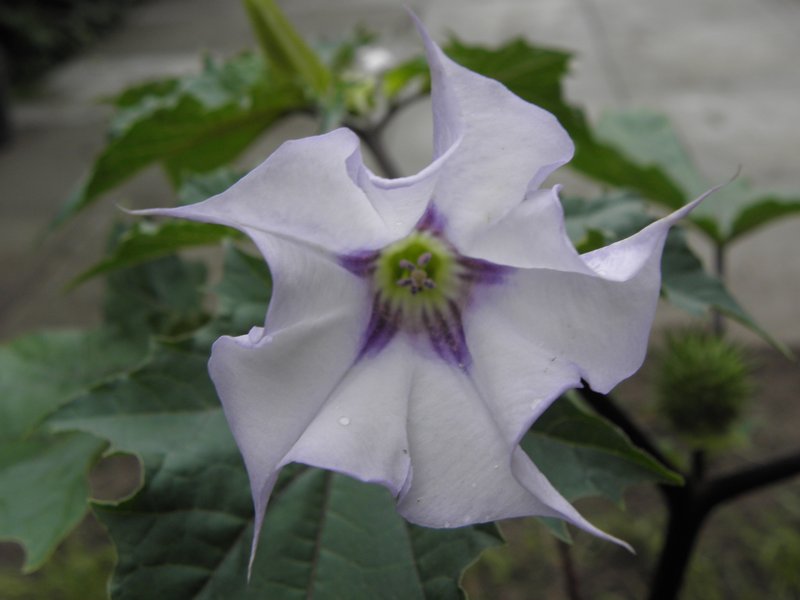 Jimsonweed photo 3