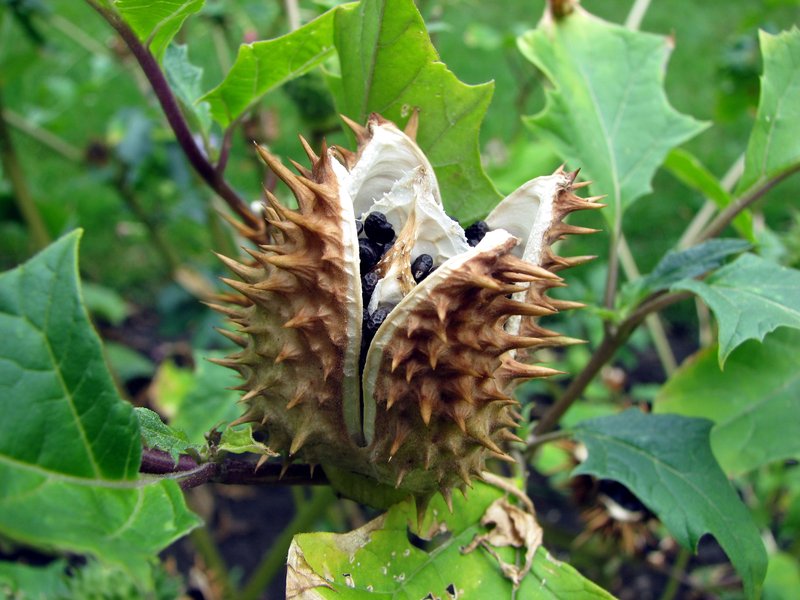 Jimsonweed photo 4