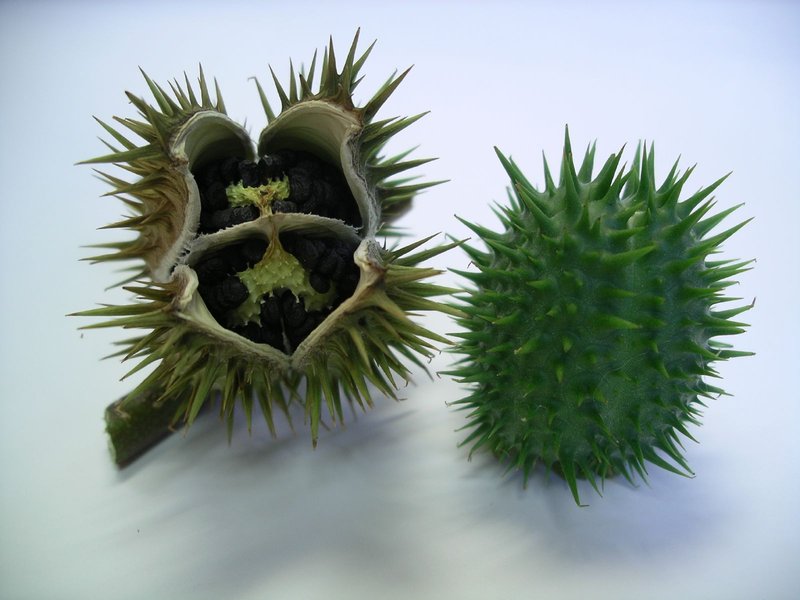 Jimsonweed photo 5