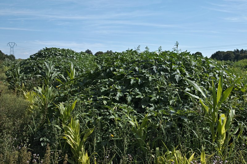 Jimsonweed photo 6