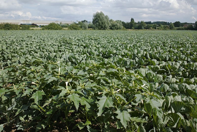 Jimsonweed photo 7