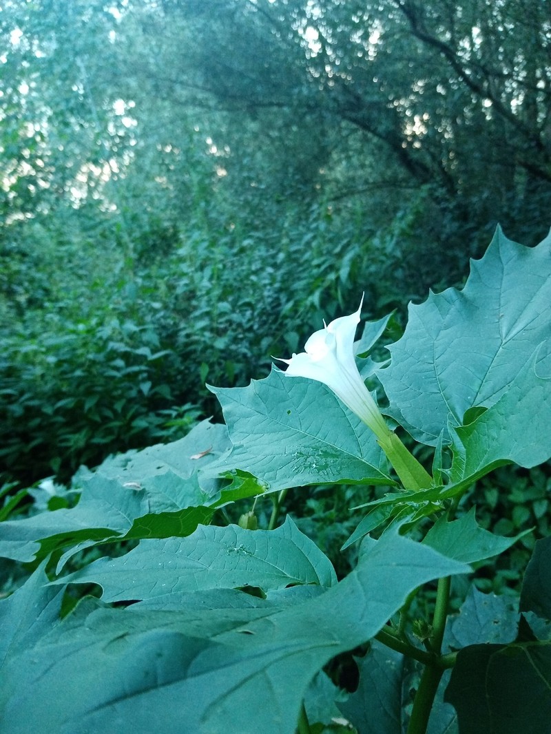 Jimsonweed photo 8