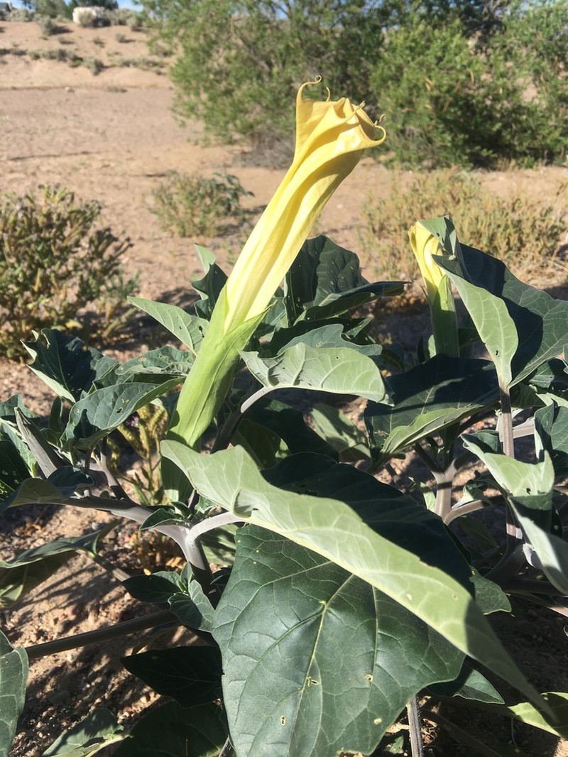 Sacred Thorn-Apple