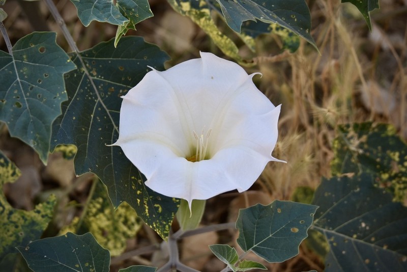 Sacred Thorn-Apple photo 2