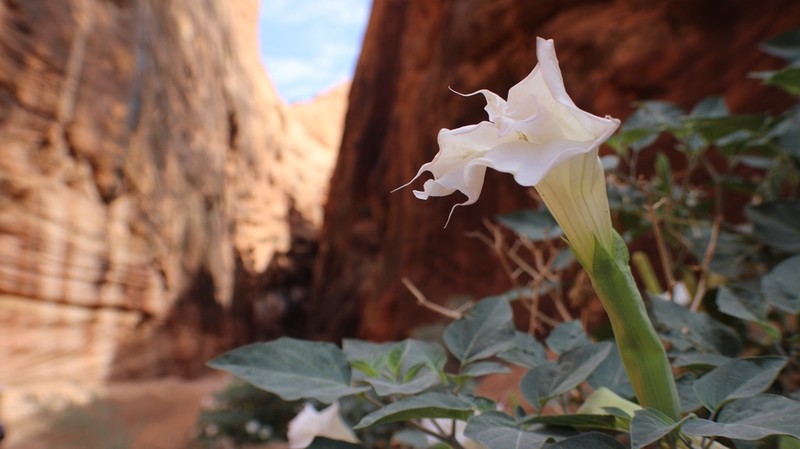 Sacred Thorn-Apple photo 4