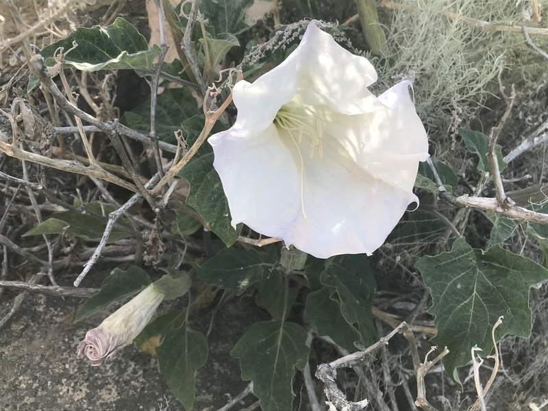 Sacred Thorn-Apple photo 5