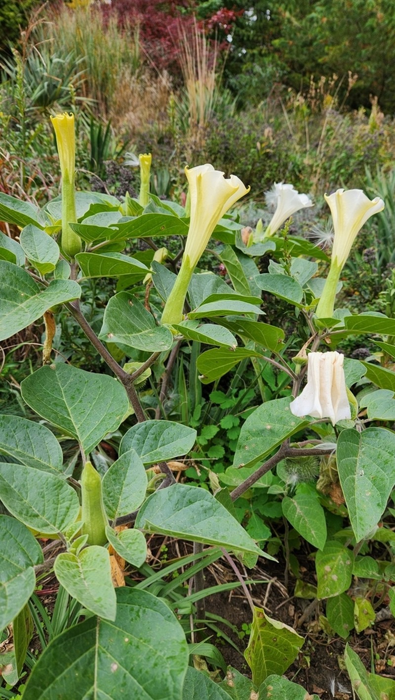 Sacred Thorn-Apple photo 6