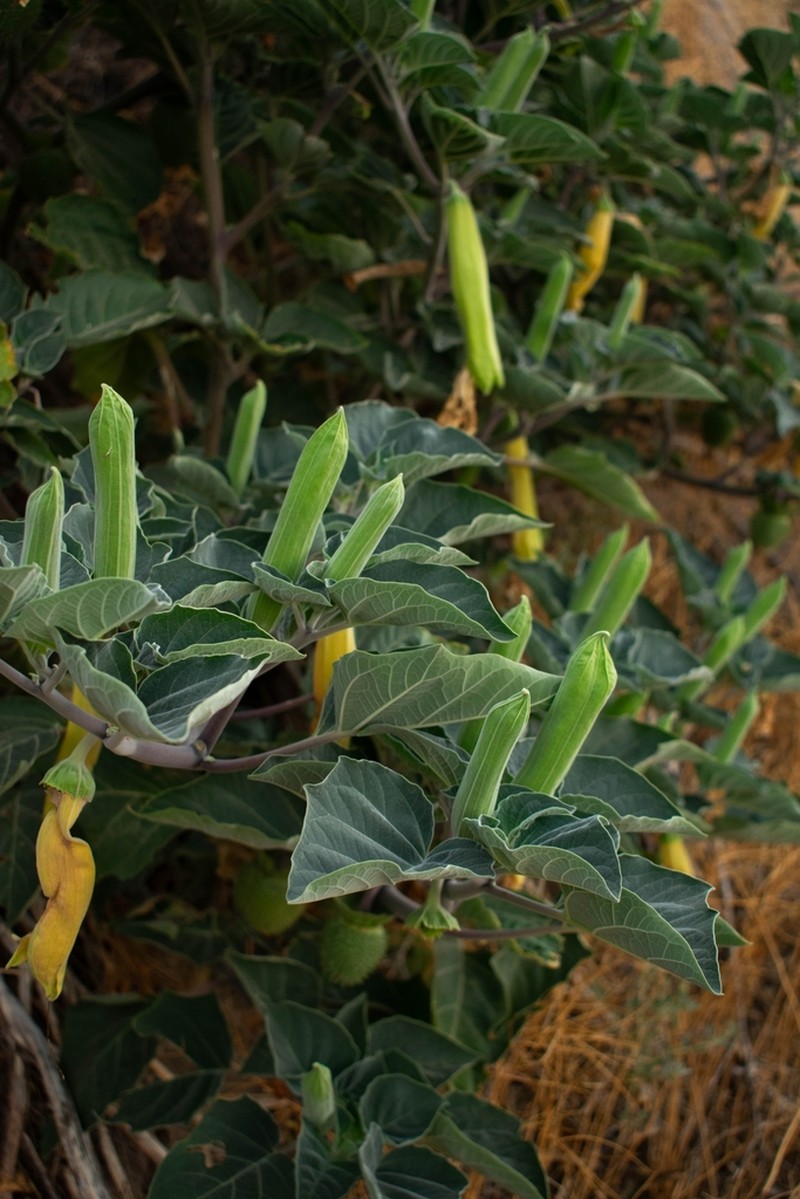 Sacred Thorn-Apple photo 7