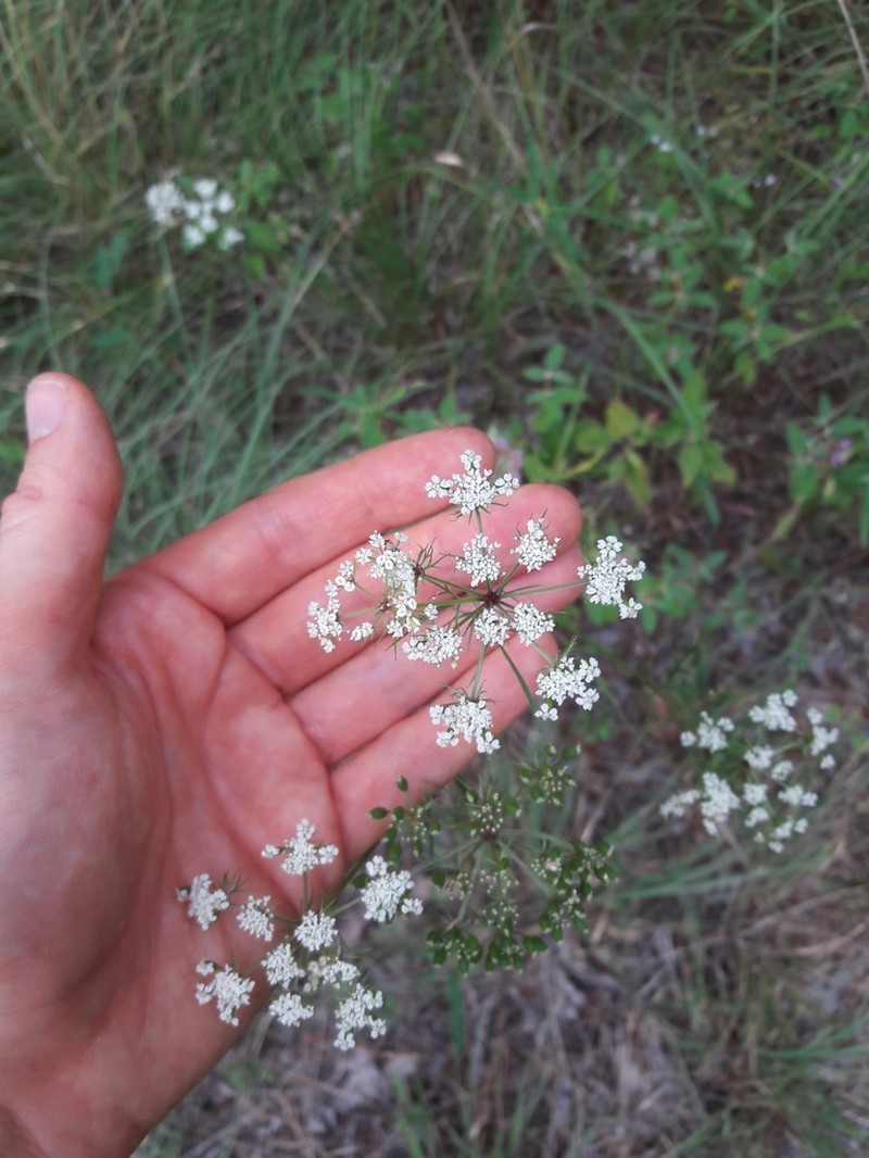 Meadow Parasol