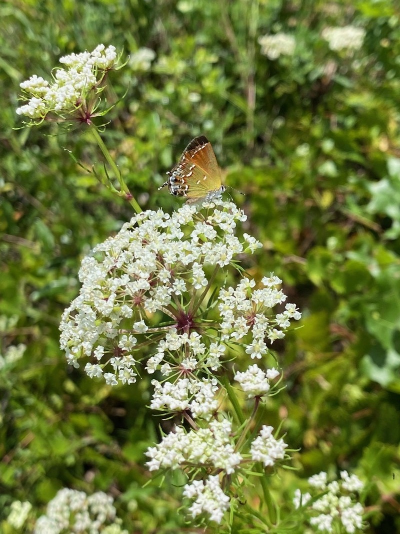 Meadow Parasol photo 5
