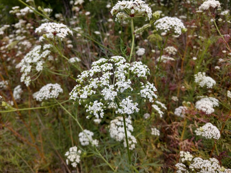 Meadow Parasol photo 6