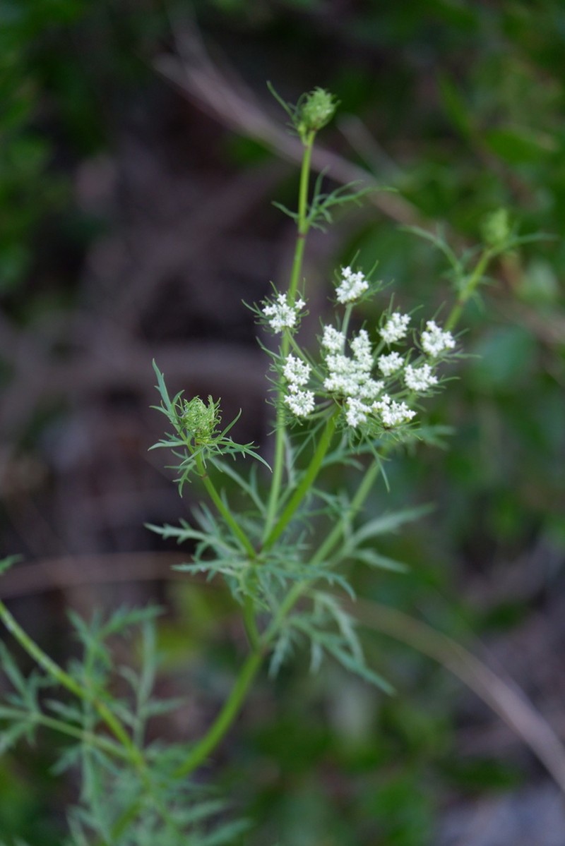 Meadow Parasol photo 8