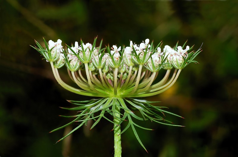 Queen Anne's Lace
