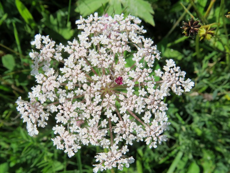Queen Anne's Lace photo 2