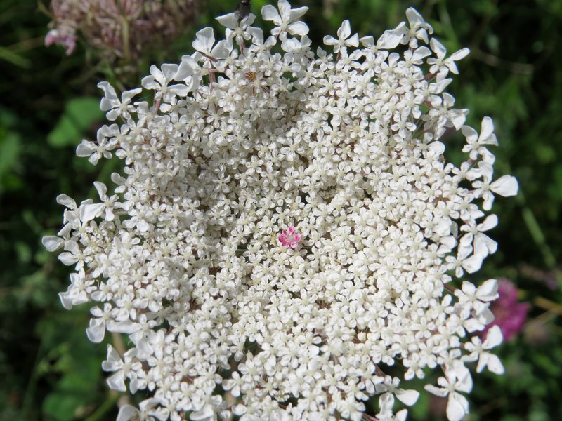 Queen Anne's Lace photo 3
