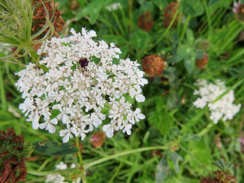 Queen Anne's Lace photo 4