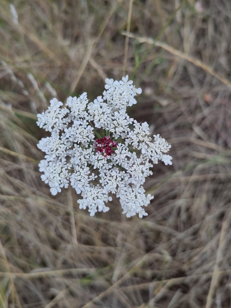 Queen Anne's Lace photo 6
