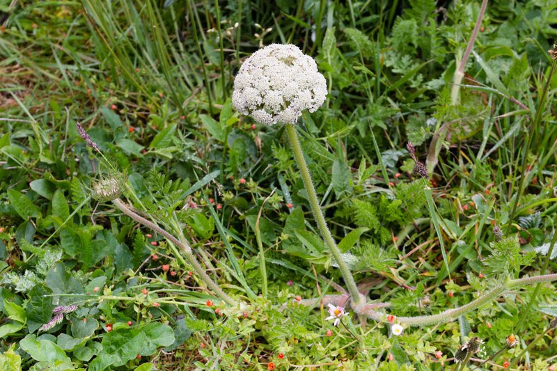 Queen Anne's Lace photo 7