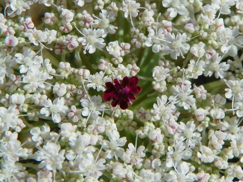 Queen Anne's Lace photo 8