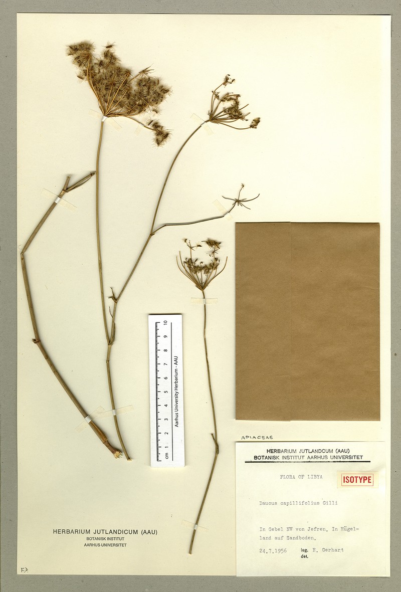 Daucus carota subsp. capillifolius