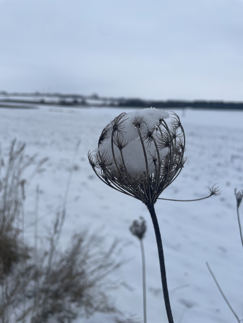 Daucus carota subsp. carota photo 2