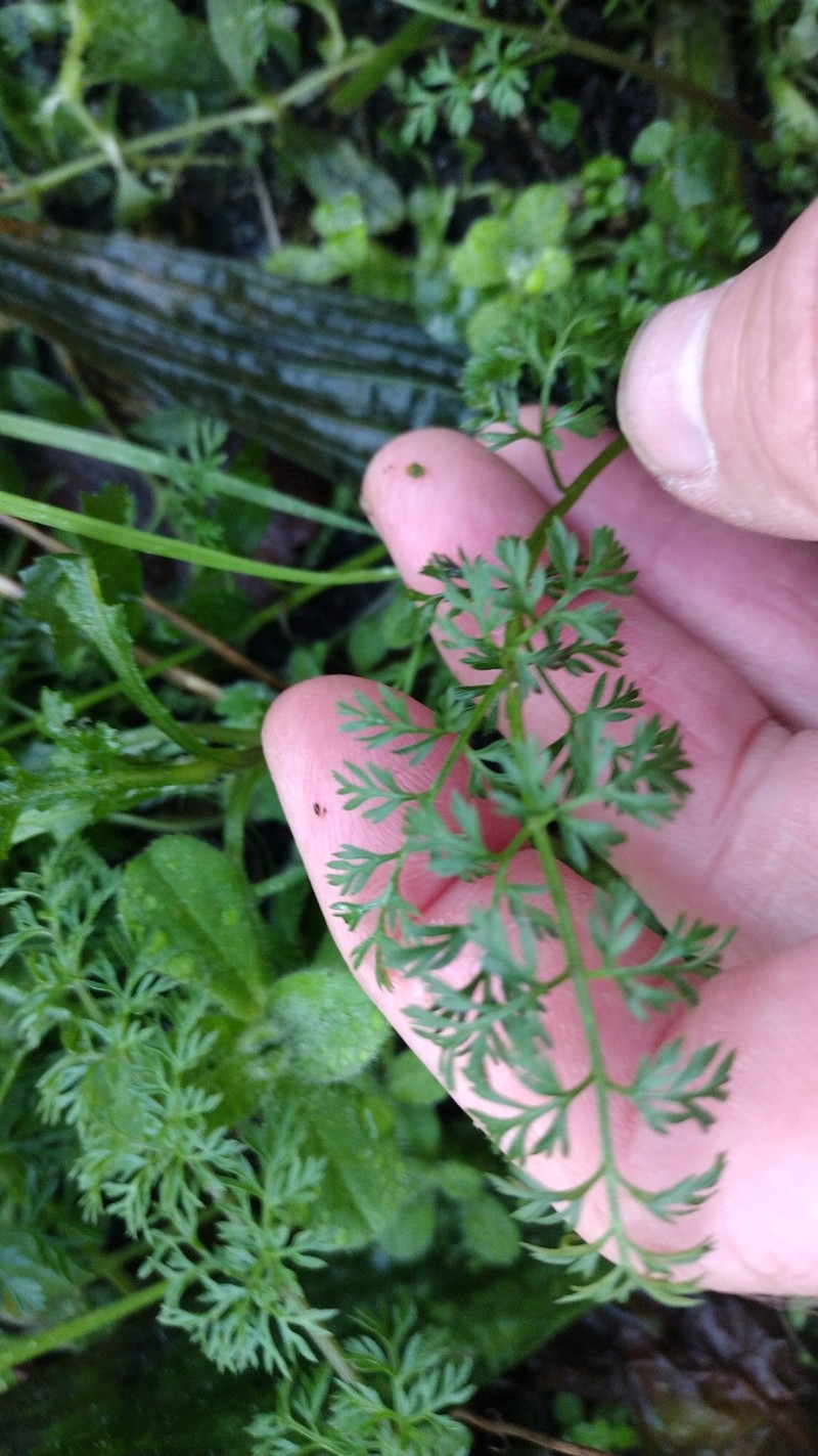 Daucus carota subsp. carota photo 3
