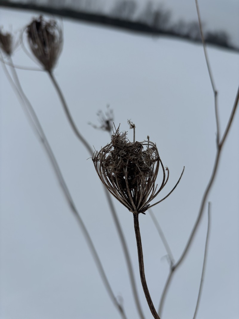 Daucus carota subsp. carota photo 4
