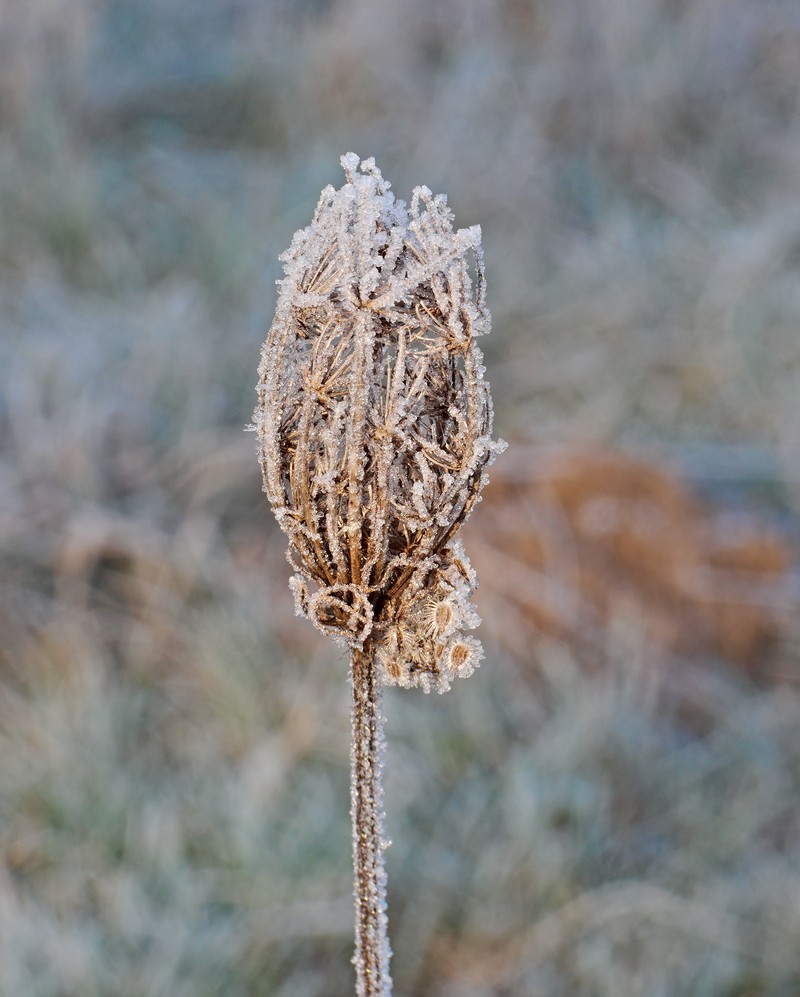 Daucus carota subsp. carota
