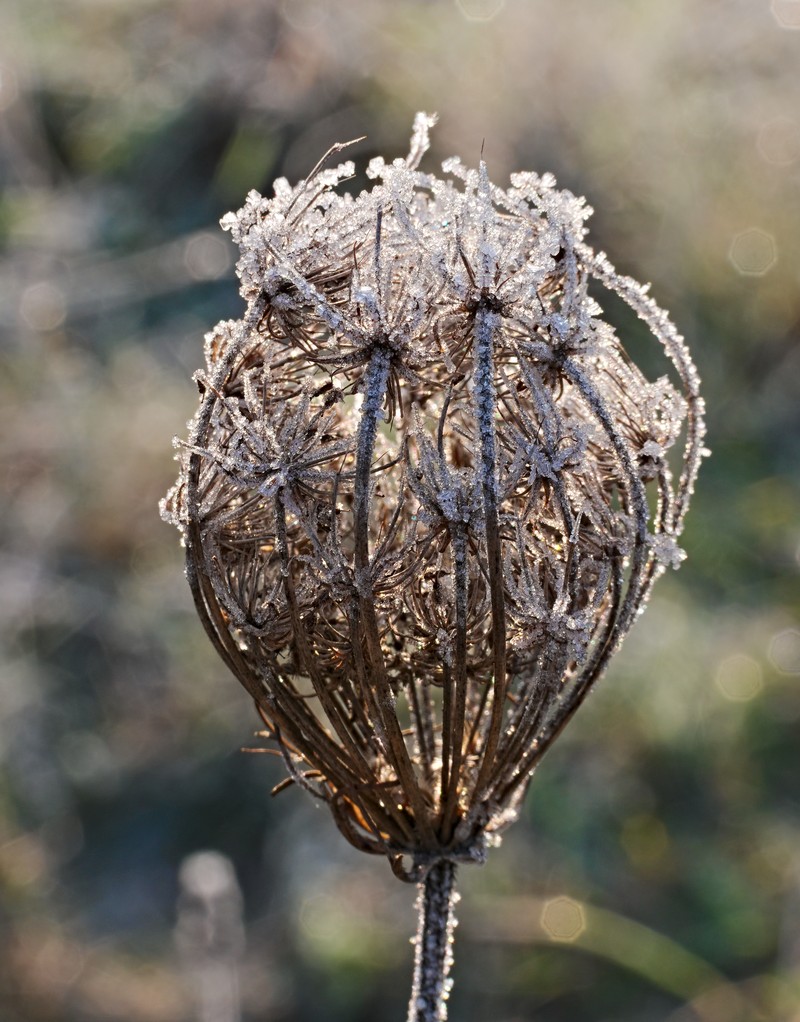 Daucus carota subsp. carota photo 5
