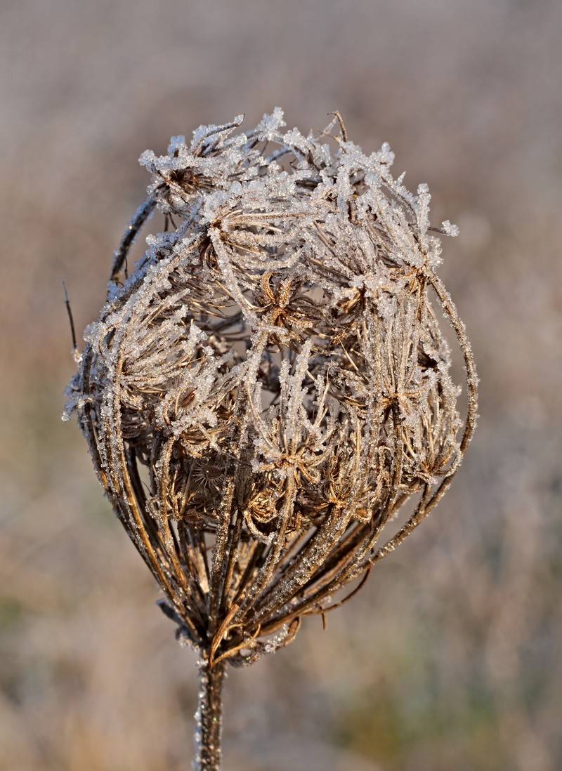 Daucus carota subsp. carota photo 6