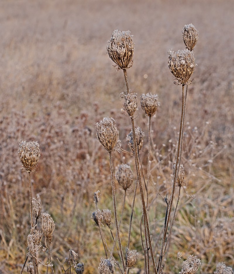 Daucus carota subsp. carota photo 7